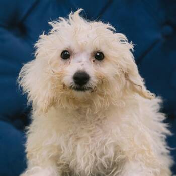 Angels in the Midst -  Bichon Frise Dog for Adoption in Zionsville, Indiana - Angels In The Midst | PetCurious