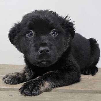 Labrador Retriever Dogs Available for Adoption - Loretta (Purple/7) | PetCurious