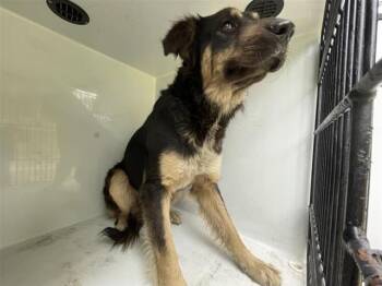 Anatolian Shepherd Dogs Available for Adoption in Houston, Texas - A655406 | PetCurious