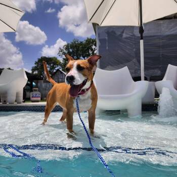 American Staffordshire Terrier Dogs Available for Adoption in Oak Point, Texas - Delanie | PetCurious