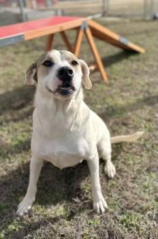 Labrador Retriever Dogs Available for Adoption - Marble Dixon | PetCurious