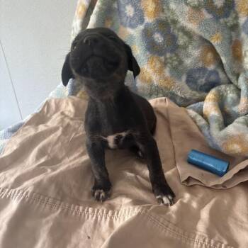 Labrador Retriever and Mixed Breed Dogs Available for Adoption in North Charleston, South Carolina - Pontoon | PetCurious
