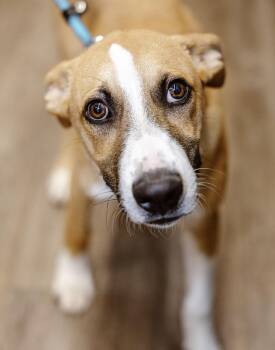 Rescue Hound Dogs for Adoption in Clovis, New Mexico - Rilo | PetCurious