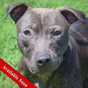 American Staffordshire Terrier Dogs Available for Adoption in Huntley, Illinois - Dahlia | PetCurious