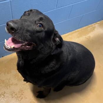 Ray -  Black Labrador Retriever Dog for Adoption in Portland, Texas - Ray | PetCurious