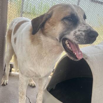 Great Northern -  Anatolian Shepherd Dog for Adoption in Marfa, Texas - Great Northern | PetCurious