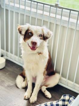 Australian Shepherd Dogs Available for Adoption in Waunakee, Wisconsin - Benny Berry | PetCurious