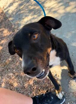 Ruger -  Hound Dog for Adoption in Sierra Vista, Arizona - Ruger | PetCurious