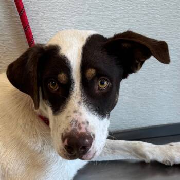 Rescue Mixed Breed Dogs for Adoption in Las Cruces, New Mexico - 98643 | PetCurious