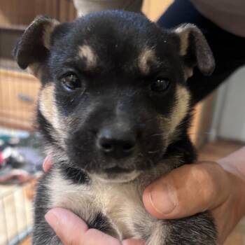 Cattle Dog Dogs Available for Adoption in Las Vegas, Nevada - Rex Jr. 53647 | PetCurious