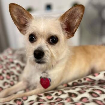 Chihuahua and Terrier Dogs Available for Adoption in Birmingham, Alabama - Chanel | PetCurious