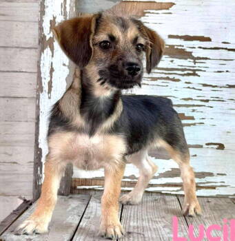 Rescue Dachshund and Chihuahua Dogs for Adoption in Rockaway, New Jersey - Lucile Rogers | PetCurious