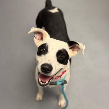 Zorro -  Mixed Breed Dog for Adoption in Sarasota, Florida - Zorro | PetCurious