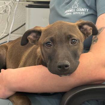 Otis -  Pit Bull Terrier and Mixed Breed Dog Available for Adoption in Morganton, North Carolina - Otis | PetCurious