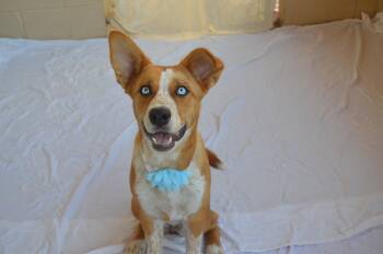 Plonk -  Australian Cattle Dog Blue Heeler and Husky Dog for Adoption in Mckinney, Texas - Plonk | PetCurious
