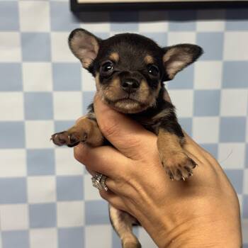 Pauly -  Yorkshire Terrier and Chihuahua Dog for Adoption in Crosby, Texas - Pauly | PetCurious