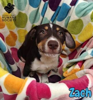 Zach -  Beagle and Mixed Breed Dog for Adoption in Heath, Ohio - Zach | PetCurious