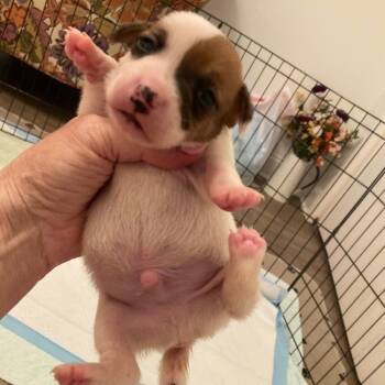 Peppermint -  Jack Russell Terrier Dog for Adoption in Allen, Texas - Peppermint | PetCurious