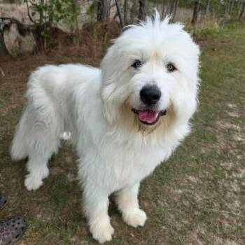 CT Maverick -  Great Pyrenees and Mixed Breed Dog for Adoption in Eastford, Connecticut - CT Maverick | PetCurious