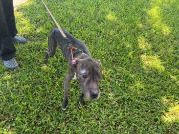 OPIE -  Mixed Breed Dog Available for Adoption in West Palm Beach, Florida - OPIE | PetCurious