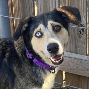 Husky and Shepherd Dogs Available for Adoption - Helene BW | PetCurious