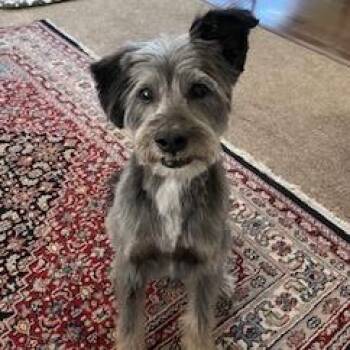 Mixed Breed Dogs Available for Adoption in Sonoma, California - Emmett | PetCurious