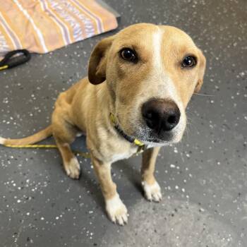 Mixed Breed Dogs Available for Adoption in Columbiana, Alabama - Kash | PetCurious