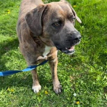Cane Corso Dogs Available for Adoption in South Elgin, Illinois - Barney | PetCurious