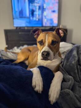 Giorgio -  Boxer Dog for Adoption in Houston, Texas - Giorgio | PetCurious