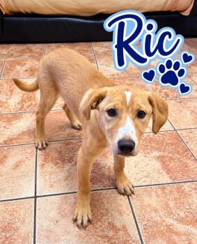 Ric Flair -  Labrador Retriever Dog for Adoption in Rock Hill, New York - Ric Flair | PetCurious