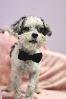 Shih Tzu Dogs Available for Adoption in Manchester, New Hampshire - Pablo In NH! Come Meet Our Adoptable Dogs Wednesday-Saturday. Mo | PetCurious