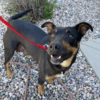Currant -  Mixed Breed Dog for Adoption in Cheyenne, Wyoming - Currant | PetCurious
