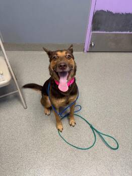 Roger -  Shepherd Dog for Adoption in Bloomington, Indiana - Roger | PetCurious