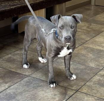 Rescue Pit Bull Terrier and Great Dane Dogs for Adoption in Watertown, Connecticut - Tonkey | PetCurious