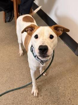Margo -  Labrador Retriever and Pit Bull Terrier Dog for Adoption in Cleveland, Ohio - Margo | PetCurious