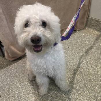 IVHS-Stray-140245 -  Poodle Dog for Adoption in San Gabriel, California - IVHS-Stray-140245 | PetCurious