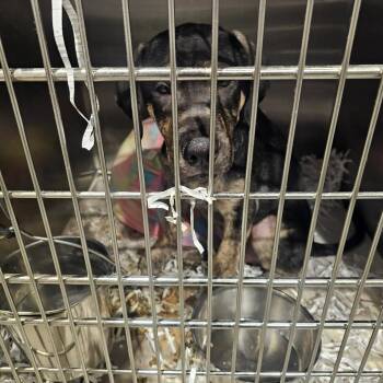 William -  Hound and English Bulldog Dog for Adoption in Tampa, Florida - William | PetCurious