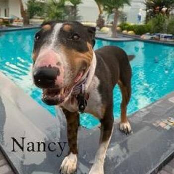Rescue Bull Terrier Dogs for Adoption in Palm Desert, California - Nancy | PetCurious