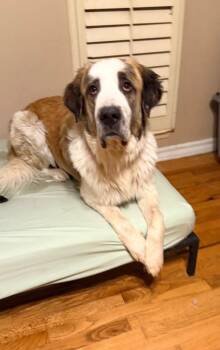 Saint Bernard Dogs Available for Adoption - Victor | PetCurious