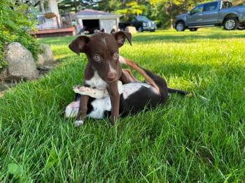 Brownie -  Mixed Breed Dog for Adoption in Bristol, Wisconsin - Brownie | PetCurious