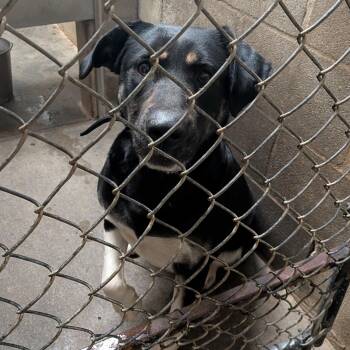 German Shepherd Dog and Pit Bull Terrier Dogs Available for Adoption - Nala | PetCurious