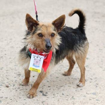 Rescue Yorkshire Terrier Dogs for Adoption in Fairfax, Virginia - Pee Wee Herman | PetCurious