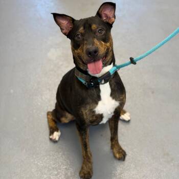 Mixed Breed Dogs Available for Adoption in Sarasota, Florida - Herschel | PetCurious