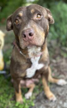 Marra -  Pit Bull Terrier Dog for Adoption in Portland, Oregon - Marra | PetCurious