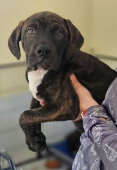Mastiff and American Staffordshire Terrier Dogs Available for Adoption - Smirk | PetCurious