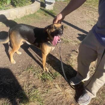 Jerry -  Mixed Breed Dog for Adoption in Huntington, West Virginia - Jerry | PetCurious
