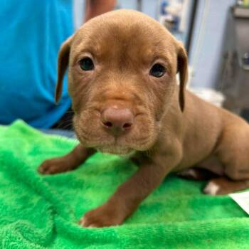 Sweet Cinnamon Pumpkin -  Pit Bull Terrier and Mixed Breed Dog for Adoption in Martinsville, Virginia - Sweet Cinnamon Pumpkin | PetCurious