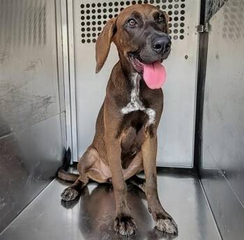 PRETTY AIMEE -  Plott Hound and Great Dane Dog for Adoption in Rowlett, Texas - PRETTY AIMEE | PetCurious