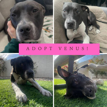 Rescue Mixed Breed Dogs for Adoption in Chandler, Arizona - VENUS | PetCurious