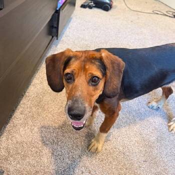 IRIS -  Beagle Dog for Adoption in Scottsburg, Indiana - IRIS | PetCurious